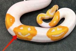 Con trăn có ba hình mặt cười trên thân