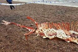 Xuất hiện quái vật hồ Loch Ness trong huyền thoại