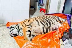Khởi tố người đàn ông mua hổ nặng 250 kg để nấu cao
