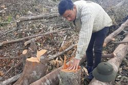 Kiểm tra phản ánh tình trạng phá rừng tại Cam Lâm, Khánh Hòa