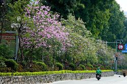 Về Hà Nội tháng 3, ngắm hoa ban, hoa sưa nở rực từng góc phố