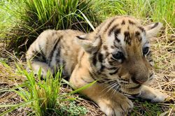 Dân mạng phấn khích với chú hổ Bengal đáng yêu hết nấc tại FLC Zoo Safari Park Quy Nhon