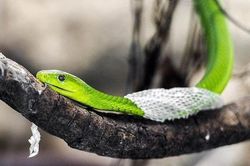Vì sao loài rắn thường xuyên lột da?