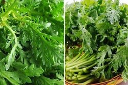 Bất ngờ với công dụng tuyệt vời của rau cải cúc