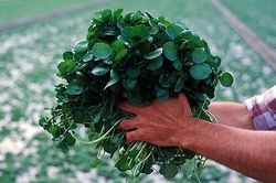 Ăn rau này mỗi ngày giúp phòng ung thư hiệu quả