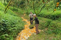 Chung tay giải cứu cam sành Hàm Yên