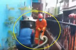 Kịch tính bắt con trăn 'khổng lồ' dài 7m nặng 60kg từ chuồng gà nhà dân