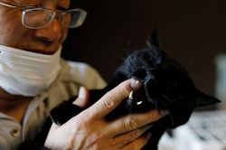 Cứu tinh của những chú mèo ở khu nhiễm phóng xạ nhà máy Fukushima