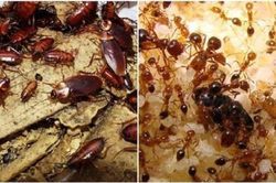 Mách bạn tuyệt chiêu để trong nhà không có con kiến nào mà chẳng hề cần thuốc diệt