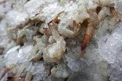 4 sai lầm khi sơ chế tôm mà nhiều người mắc phải