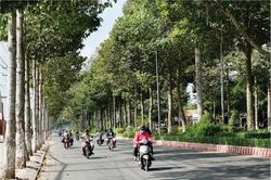 Thành phố trong... rừng