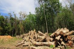 Khí tự nhiên: Giải pháp cho cuộc chiến chống phá rừng ở Congo