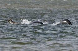 Hé lộ bức ảnh rõ nét nhất về 'quái vật hồ Loch Ness'