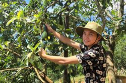 Bảo Lâm: Trông đợi những vụ bơ trái mùa