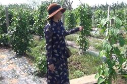 HTX Kim Thông: Thành công từ sản xuất sachi theo chuỗi