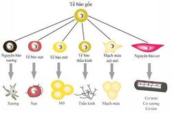 Liệu pháp tế bào gốc – Niềm hy vọng cho người bị tổn thương tủy sống