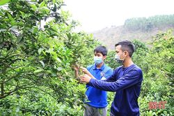 Thắm xanh những sườn đồi ở xã miền núi Hà Tĩnh