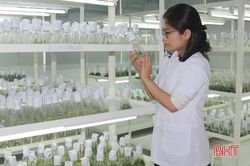Những người 'chăm cây như chăm con' ở Hà Tĩnh