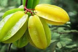 Lợi ích tuyệt vời, dồi dào dinh dưỡng cho cơ thể lại đẹp da từ quả khế mà không ai ngờ tới