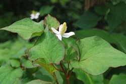 Dùng rau diếp cá chữa bệnh trĩ