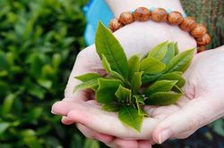 Rửa mặt bằng trà xanh bạn sẽ thấy điều 'thần kỳ' xảy ra