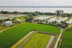 Nông nghiệp 'thuận thiên' ở đồng bằng sông Cửu Long