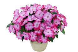 Tử vi hôm nay 14/3 của 12 cung hoàng đạo: Song Ngư rất dễ xảy ra va chạm với người thân
