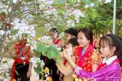 Tinh khôi sắc trắng hoa ban nơi phố núi xứ Nghệ