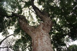 Ngỡ ngàng với rừng lim hàng trăm năm tuổi nơi huyện lúa Nghệ An