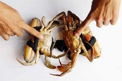 Bí quyết chọn cua biển chắc thịt, gạch đặc béo ngậy