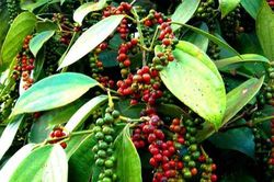 Giá tiêu hôm nay 14/3: Tiếp tục tăng sốc, nông dân trồng tiêu phấn khởi
