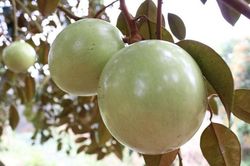 Quả vú sữa Lò Rèn