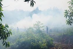 Chủ động phòng cháy chữa cháy rừng trong mùa khô hạn