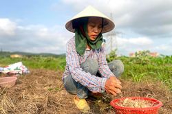 Nghệ An: Giá chạm đáy, hàng trăm hecta hành tăm chịu cảnh 'nằm ruộng'