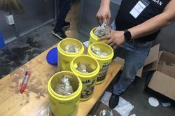 Phát hiện gần 6 kg nghi ma túy tại sân bay Tân Sơn Nhất