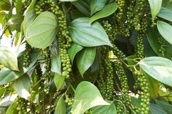 Giá tiêu hôm nay 15/3: Cao nhất 72.500 đồng/kg, xu hướng tiếp tục tăng