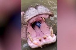 Du khách gây phẫn nộ vì vứt chai nhựa vào miệng hà mã