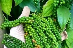Giá tiêu hôm nay 16/3: Cao nhất 73.500 đồng/kg, tiếp tục tăng dù thương lái bắt đầu ghìm giá