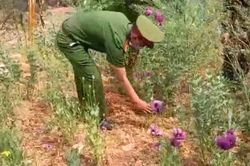 'Xen canh' thuốc phiện trong vườn rau cải