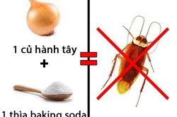 Lấy dao cắt ngang củ hành tây rồi đặt đúng chỗ này, đảm bảo gián 'khiếp vía', không bao giờ dám quay lại