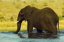 Phát hiện công dụng kỳ lạ của lông voi
