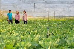 Khởi nghiệp với mô hình trồng rau công nghệ cao