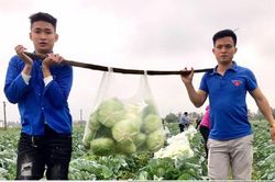 Đoàn viên thanh niên chung tay 'giải cứu' nông sản