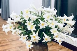Hoa loa kèn đầu mùa vừa đắt vừa hiếm, chị em Hà Nội vẫn tới tấp lùng mua