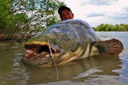 Loài cá khổng lồ đe dọa hệ sinh thái châu Âu