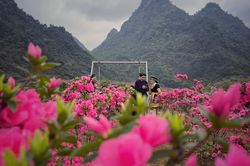 Lạc vào thiên đường hoa đỗ quyên lớn nhất Việt Nam