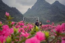 Lạc vào thiên đường hoa đỗ quyên lớn nhất Việt Nam