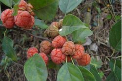 Loại quả nhìn như bộ não, mọc hoang mà giá gần 200 nghìn/kg