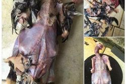 Không thể nhịn cười với cách làm thịt gà 'bá đạo' của nàng dâu 'khéo' tay nhất Vịnh Bắc Bộ
