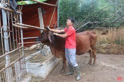Tăng cường phòng, chống bệnh viêm da nổi cục trên trâu, bò